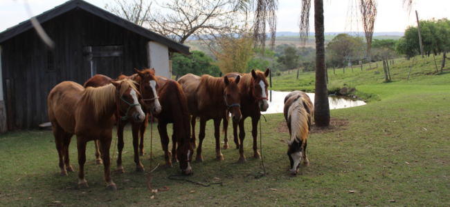 Cavalgada em Brotas - SP